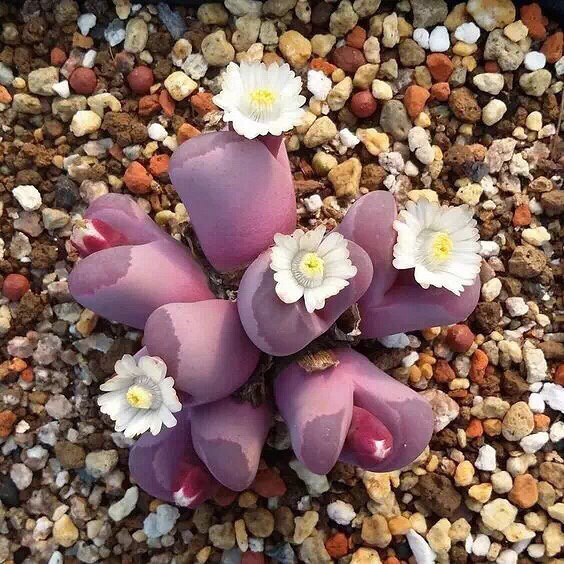 �������ǿ�����