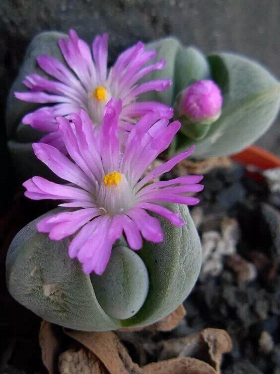 �������ǿ�����