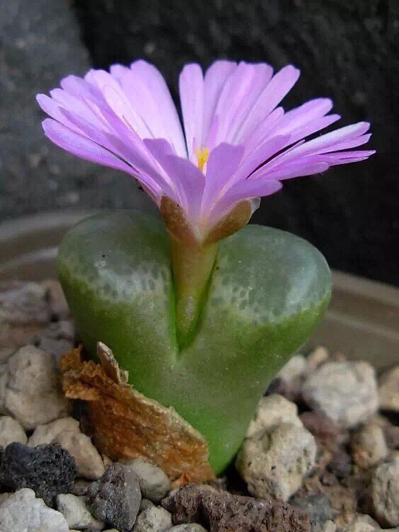 �������ǿ�����