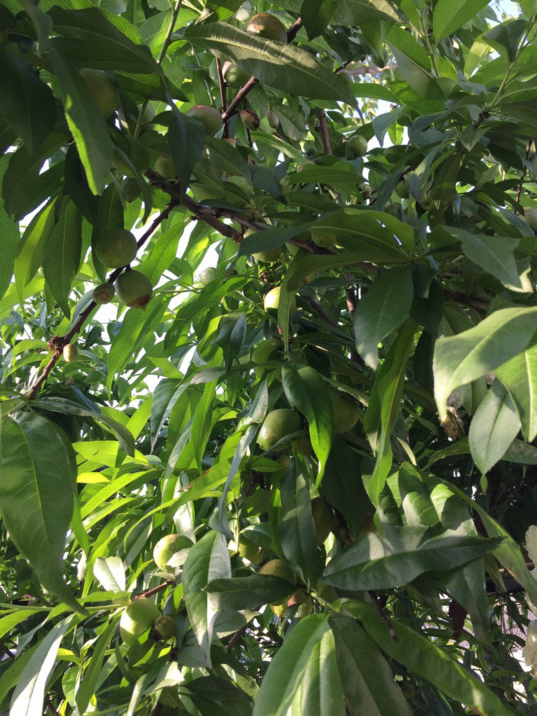 ����ɹɹ���ԳԵĻ�