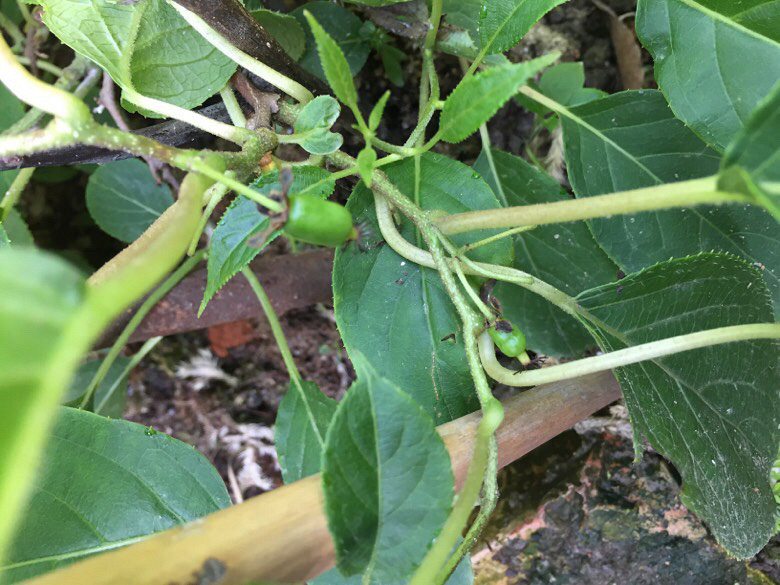 ����ɹɹ���ԳԵĻ�