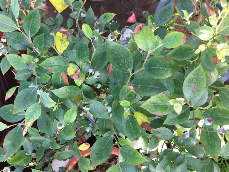 ����ɹɹ���ԳԵĻ�