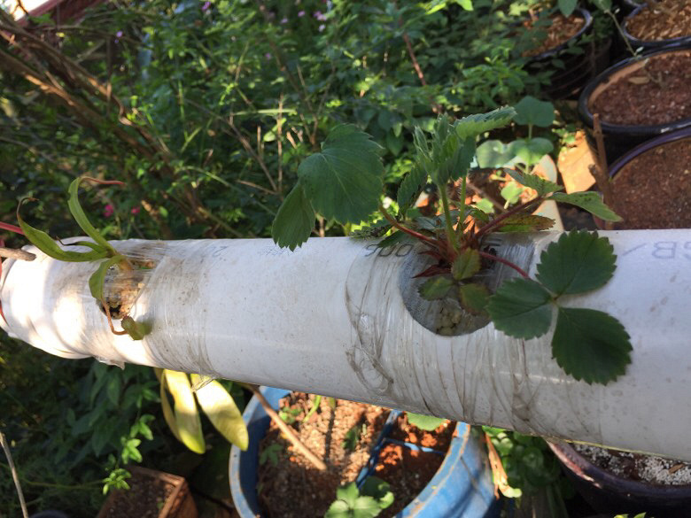 ����ɹɹ���ԳԵĻ�