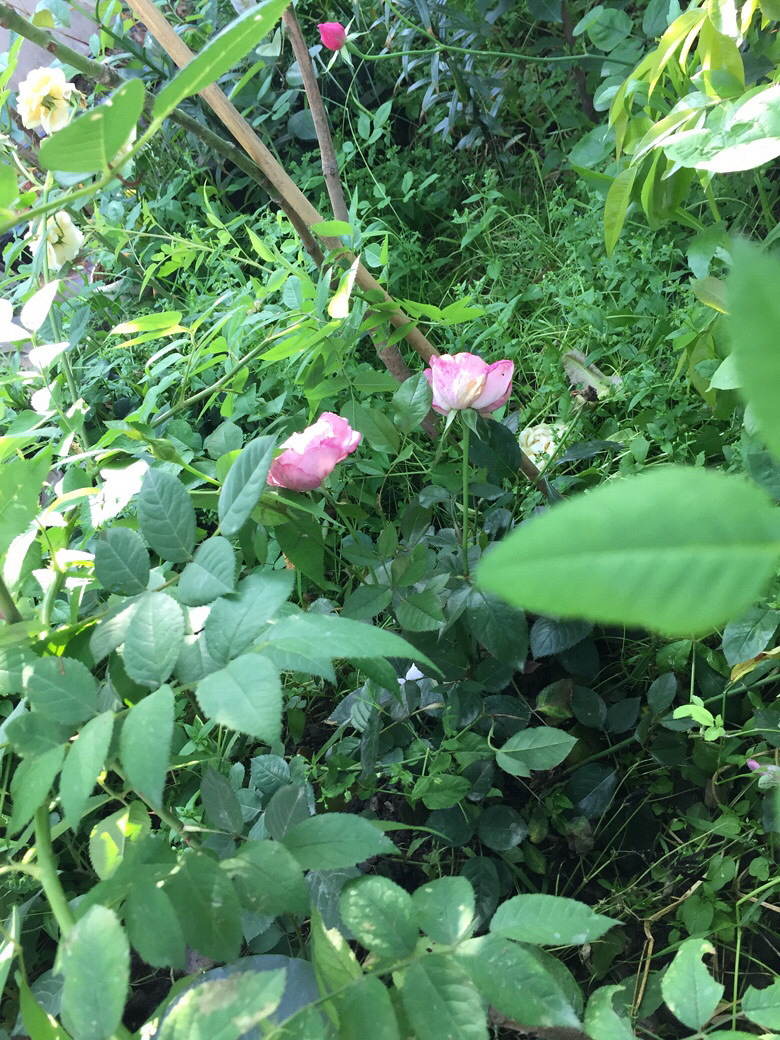 �����ϵ��ǻ���