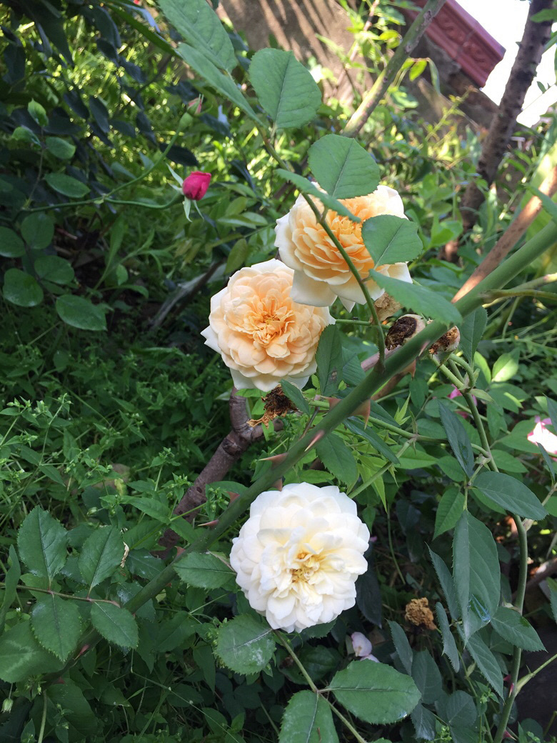 �����ϵ��ǻ���