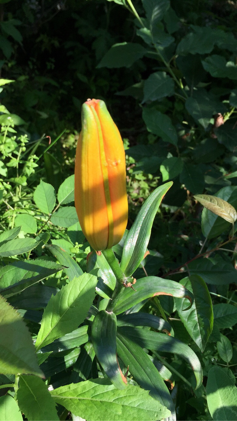 �����ϵ��ǻ���