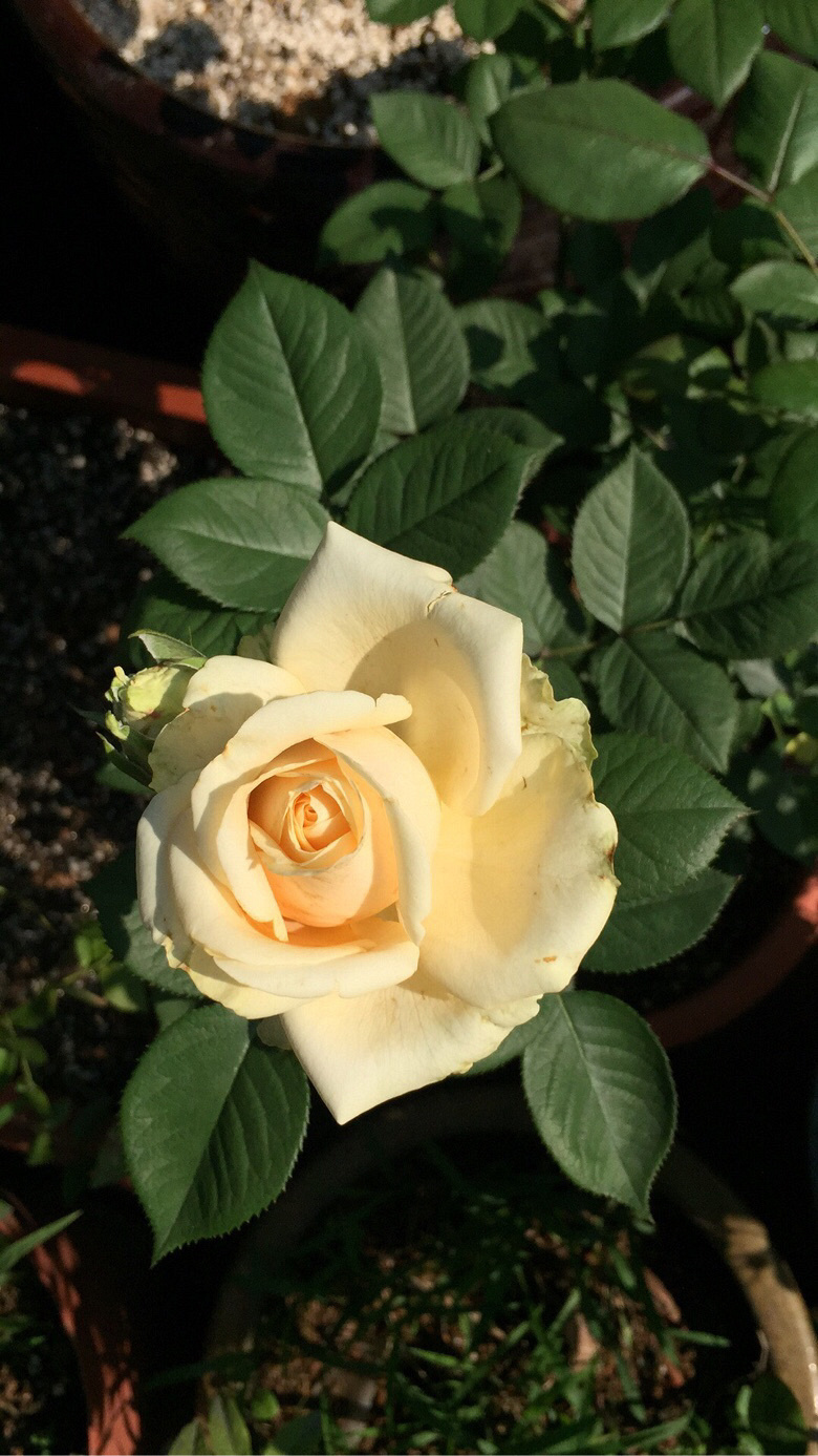 �����ϵ��ǻ���