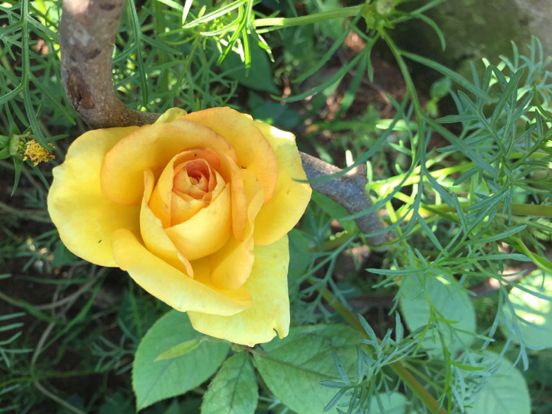 �����ϵ��ǻ���