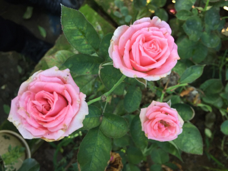 �����ϵ��ǻ���