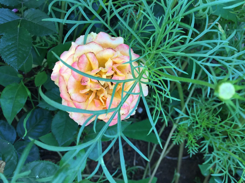 �����ϵ��ǻ���