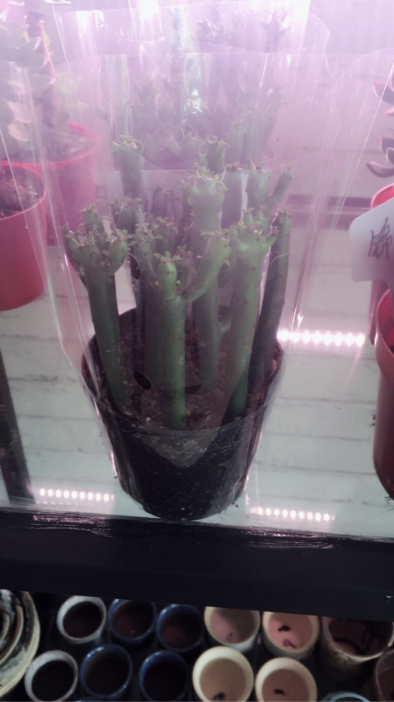 �����Ⱑ��