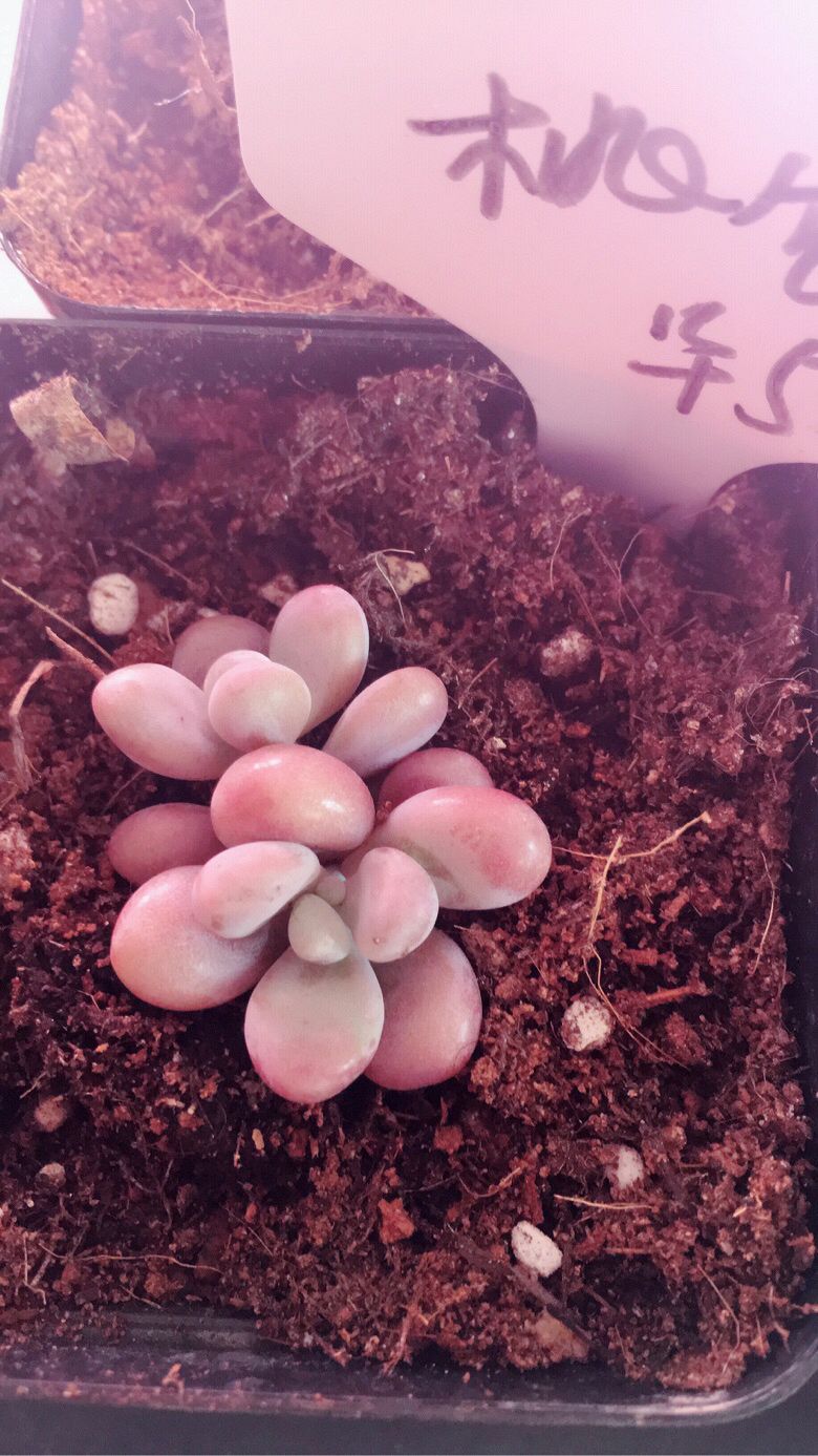 �����Ⱑ��