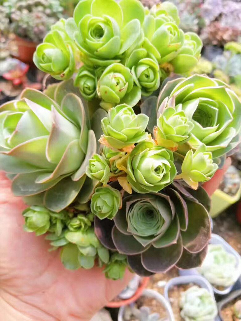 ����ۿ�����Ŷ