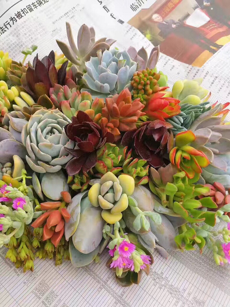 ����ۿ�����Ŷ