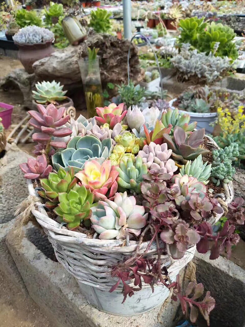 ����ۿ�����Ŷ