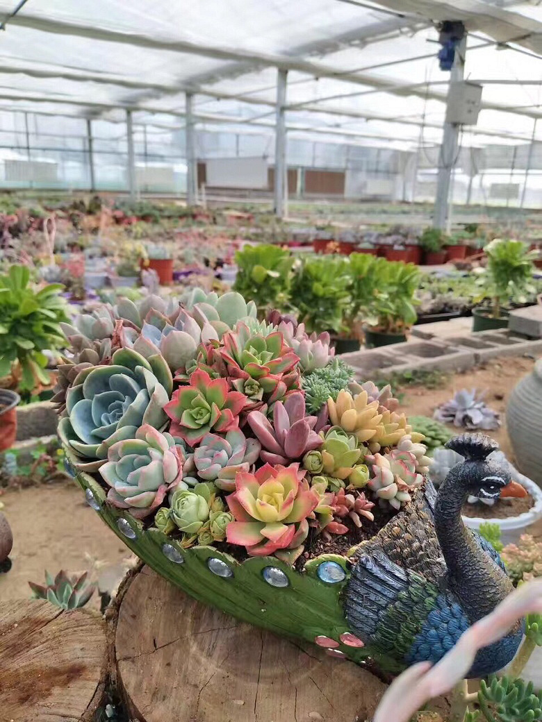 ����ۿ�����Ŷ