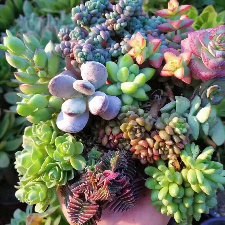 ����ۿ�����Ŷ