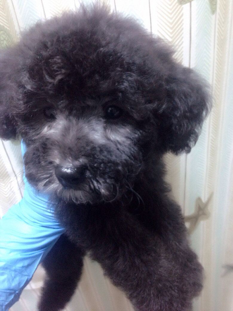 ��ɫ̩��С��1300��������