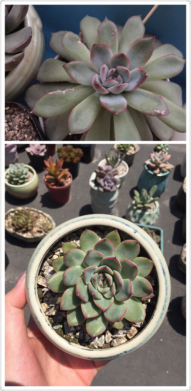 ��Ӱ������ռ�����