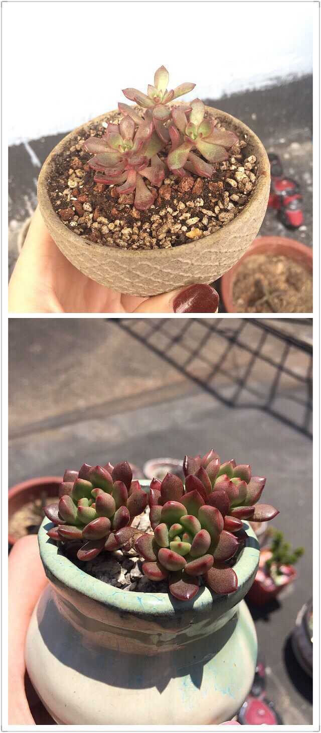 ��Ӱ������ռ�����