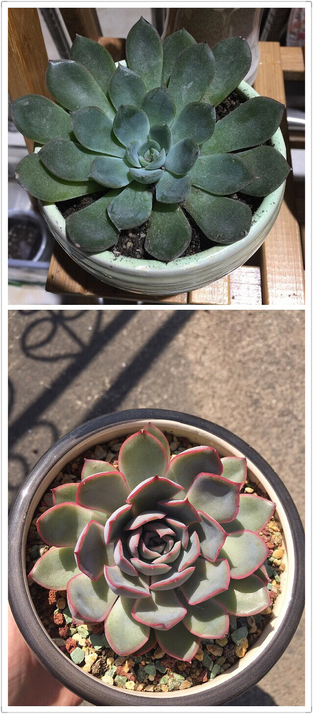 ��Ӱ������ռ�����