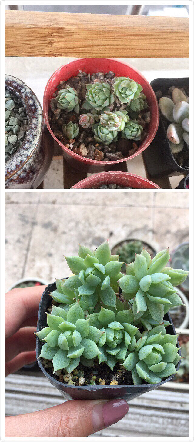 ��Ӱ������ռ�����