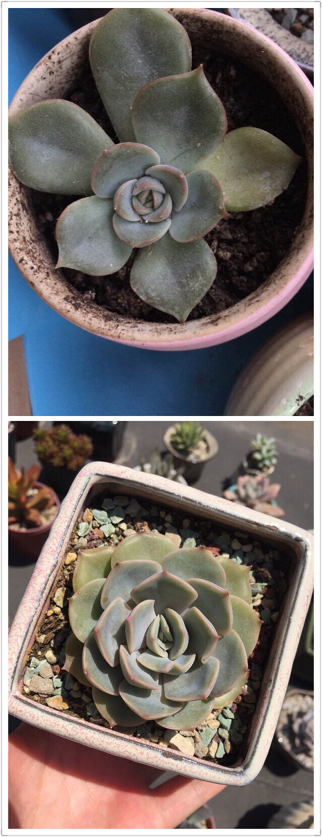 ��Ӱ������ռ�����