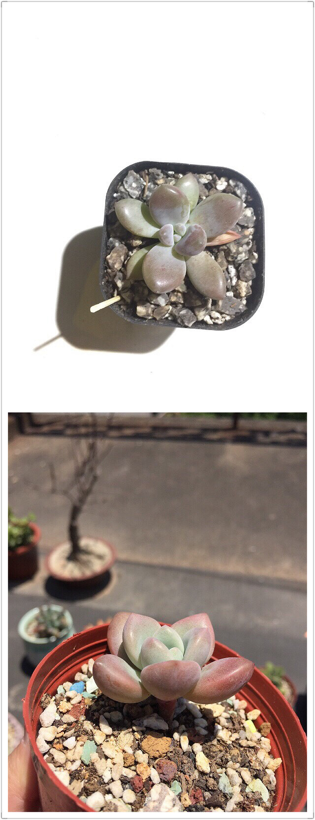 ��Ӱ������ռ�����