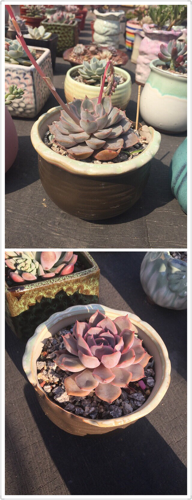 ��Ӱ������ռ�����