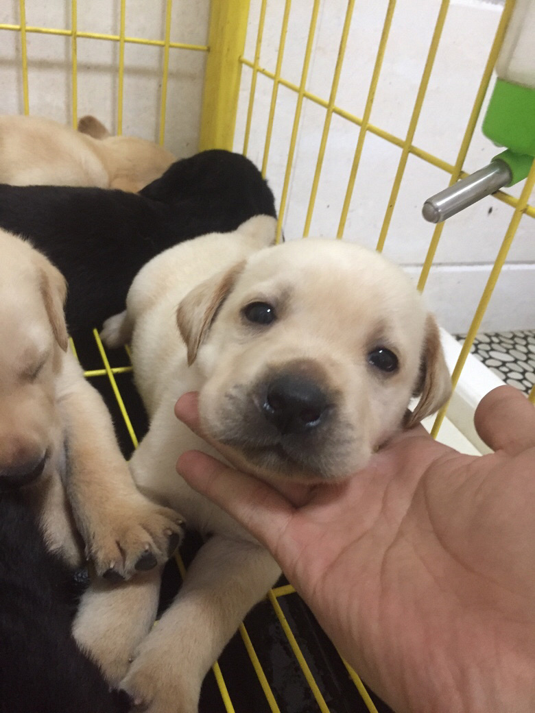 �Լ������������������һ��С��