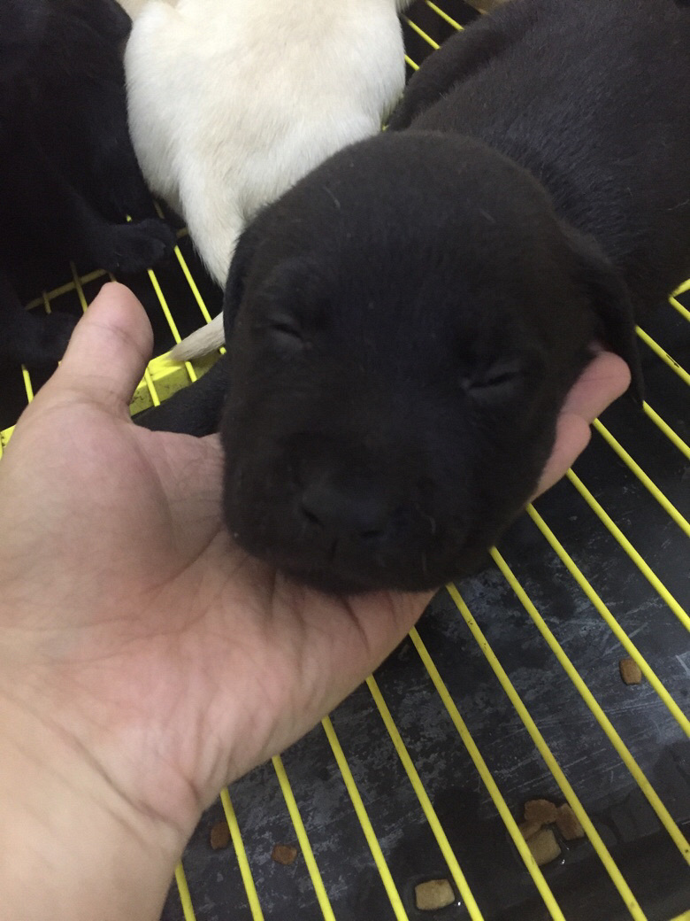 �Լ������������������һ��С��