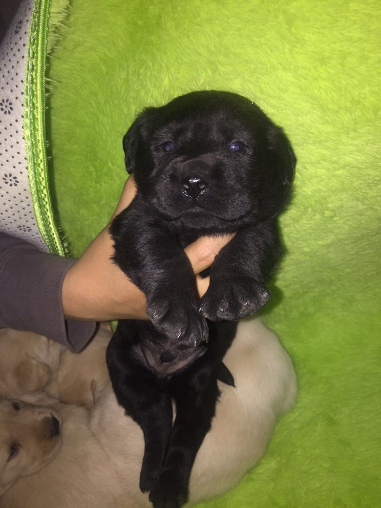 �Լ������������������һ��С��