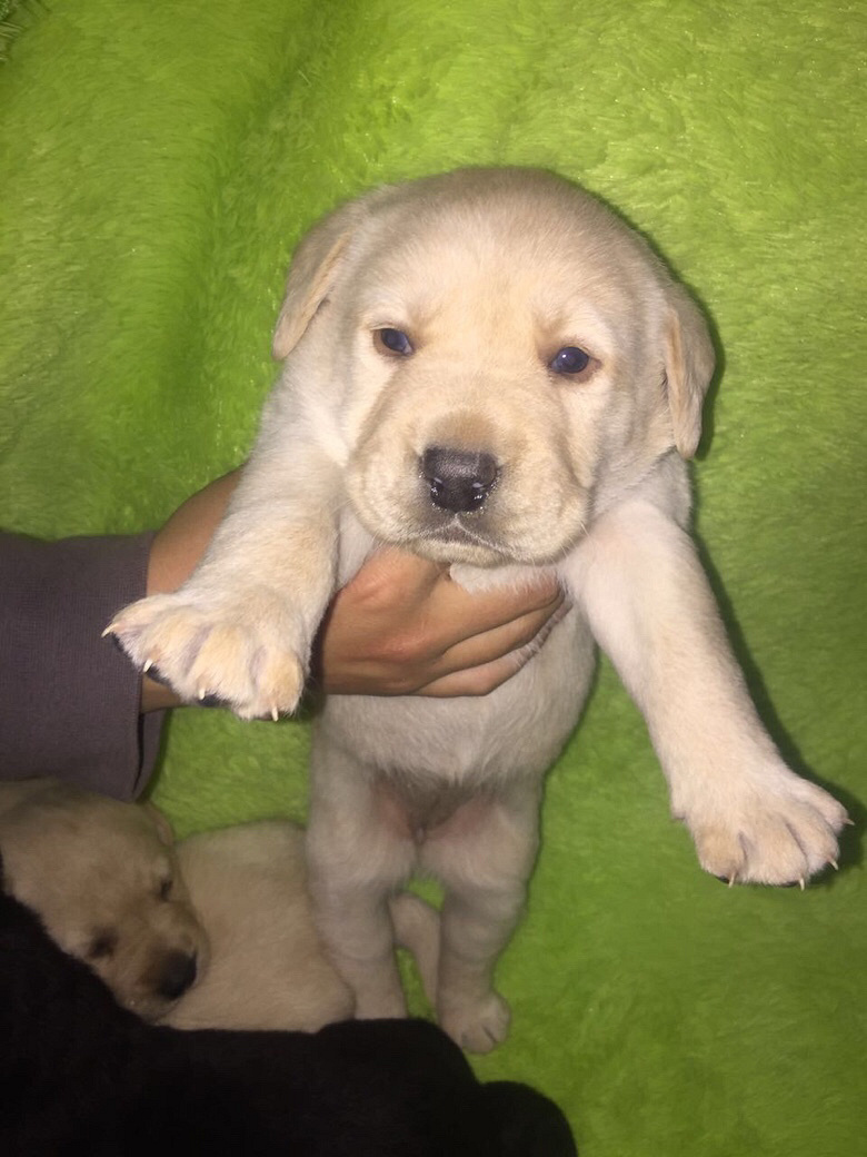 �Լ������������������һ��С��