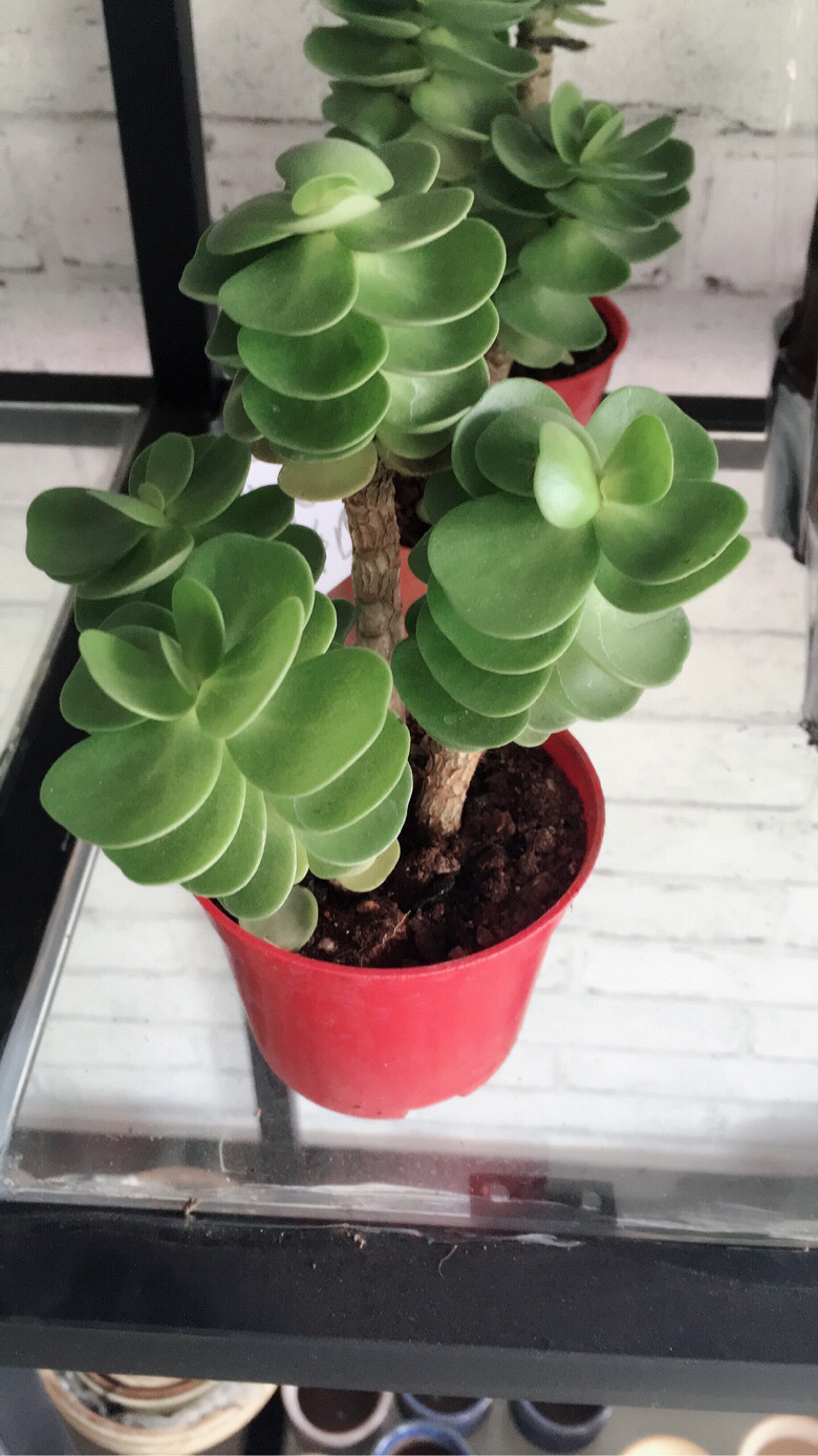 ÿ����һ��