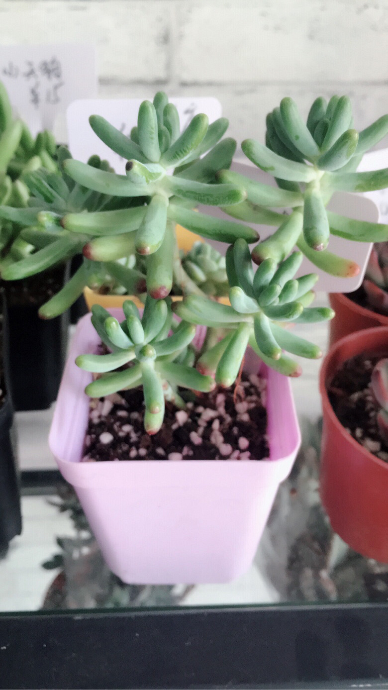 ÿ����һ��