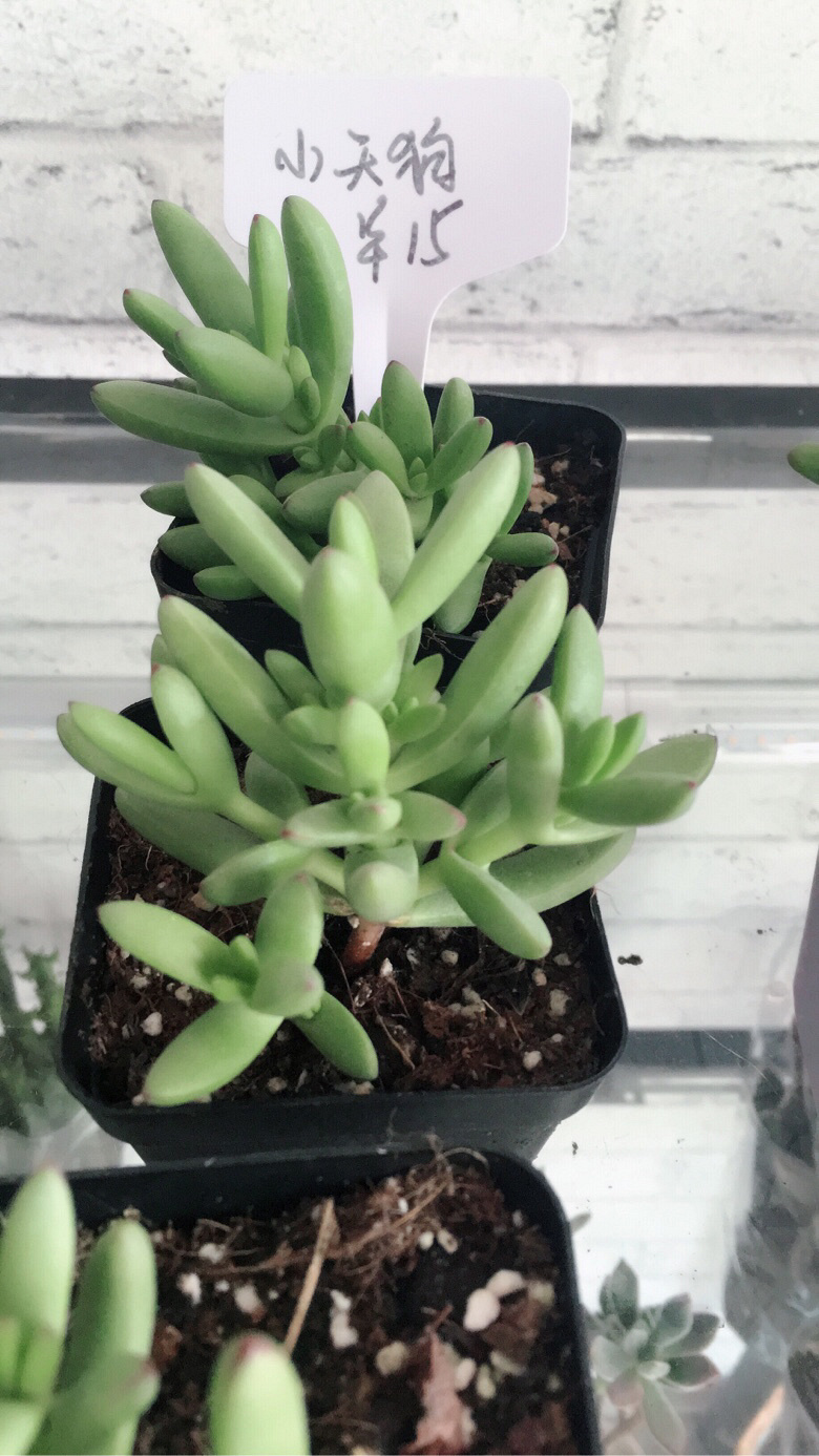 ÿ����һ��