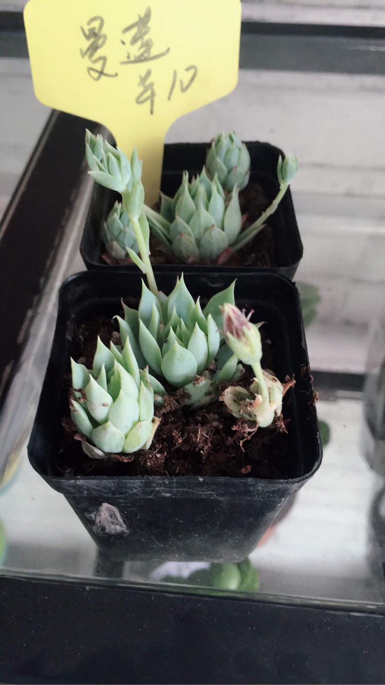 ÿ����һ��