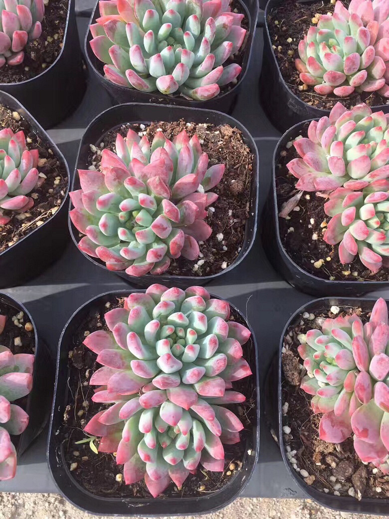 ��һ������