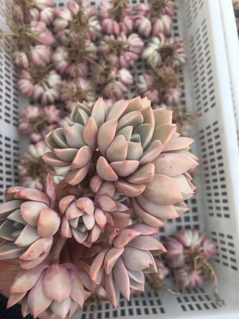 ��һ������