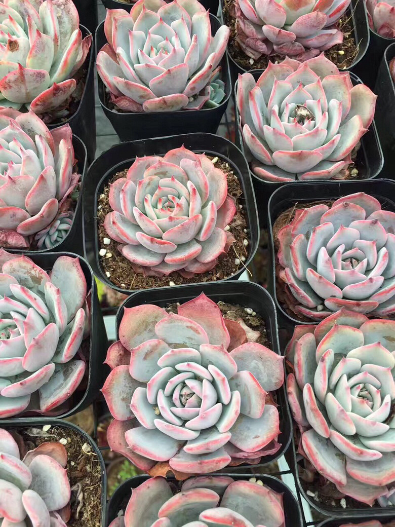 ��һ������