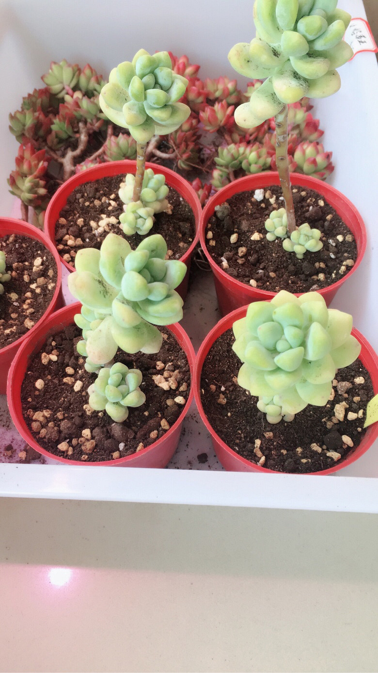 ��һ������