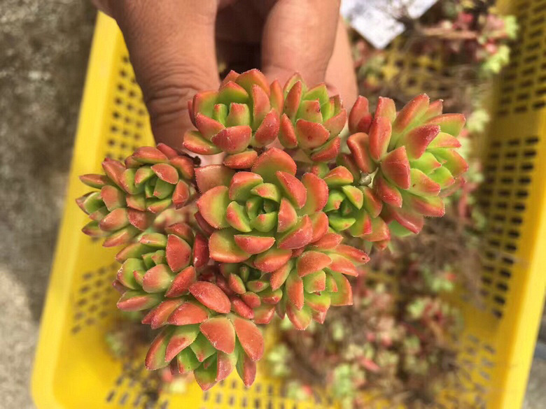 ��һ������