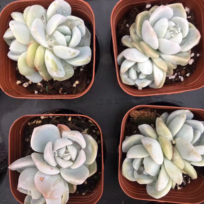 ��һ������