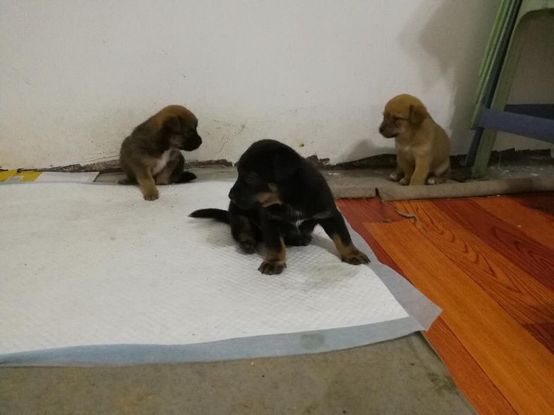 ����һ��С������������Ҫ�󣺿�ѧι������