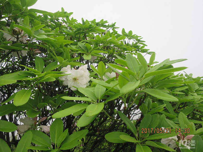 徒步海拔千米括苍山脊观赏天然野生云锦杜鹃