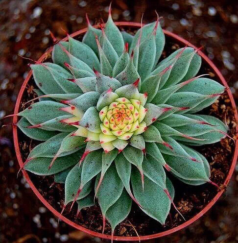 ��Ư����������ӵ�а�