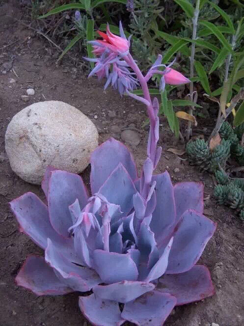 ��Ư����������ӵ�а�