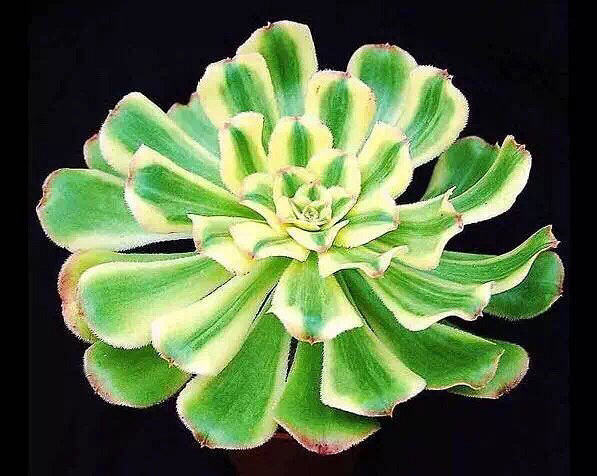 ��Ư����������ӵ�а�