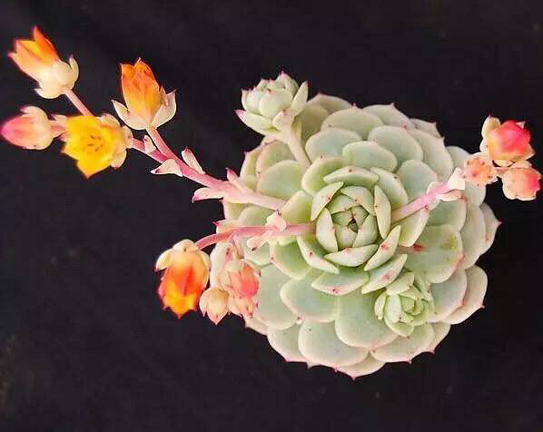 ��Ư����������ӵ�а�