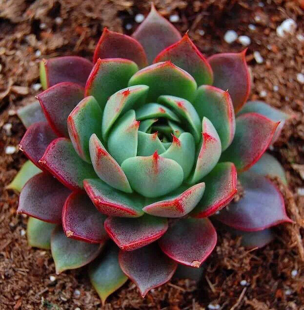 ��Ư����������ӵ�а�